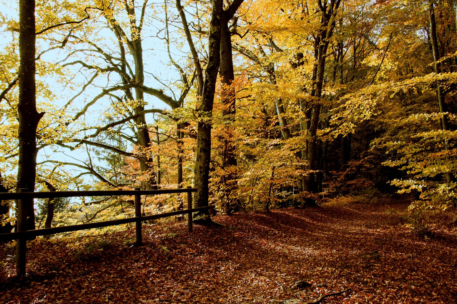 Canon EOS 80D sample photo. Autumn, autumn forest, fall photography