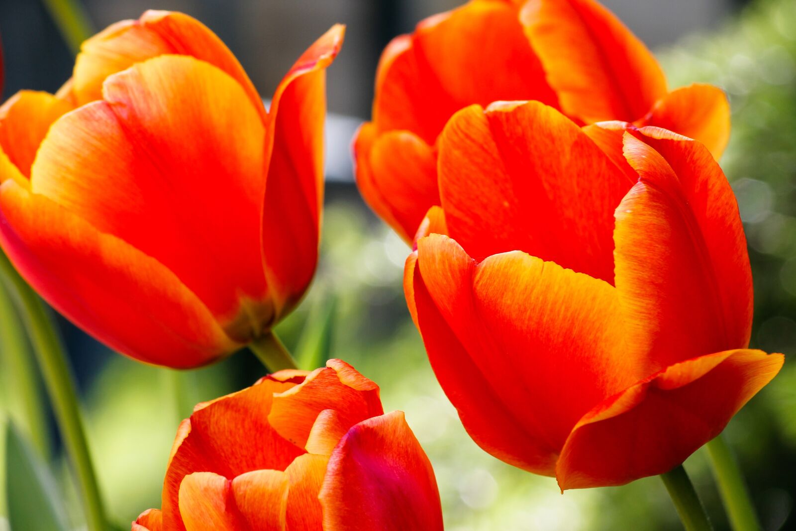 Canon EOS 1100D (EOS Rebel T3 / EOS Kiss X50) sample photo. Tulip, tulips, garden photography