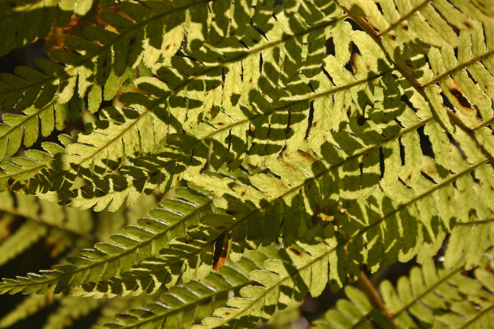 Canon EOS 300D (EOS Digital Rebel / EOS Kiss Digital) sample photo. Fern, bracken, forest photography