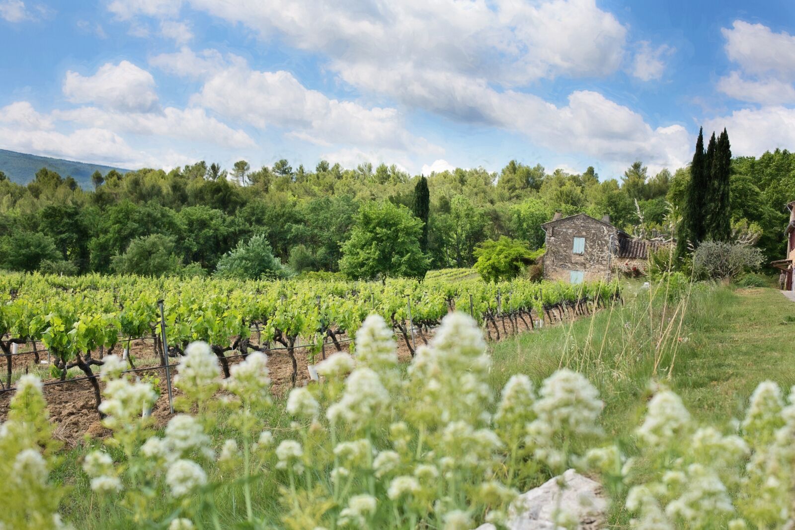 Canon EF 50mm F1.4 USM sample photo. French vineyard, grape vines photography