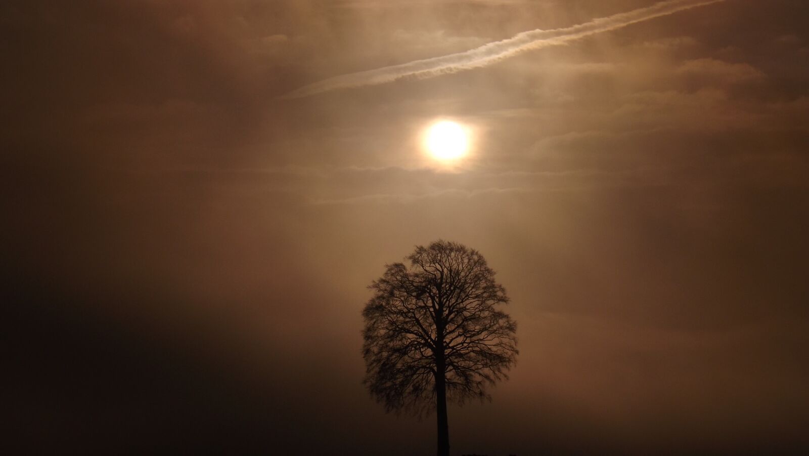 Fujifilm FinePix S4500 sample photo. Tree, sunrise, fog photography