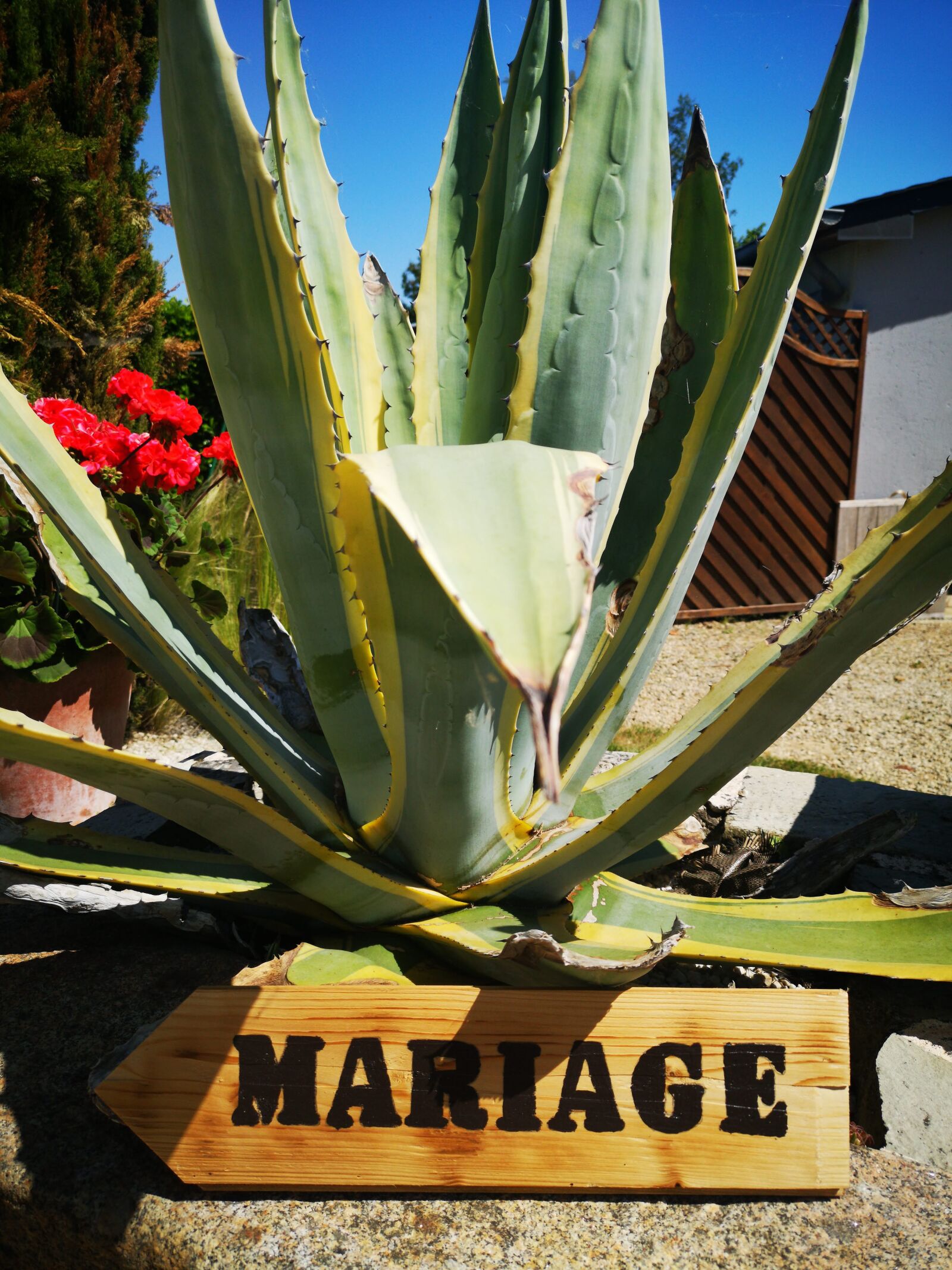 HUAWEI CLT-L29 sample photo. Agave, wedding, scenography photography