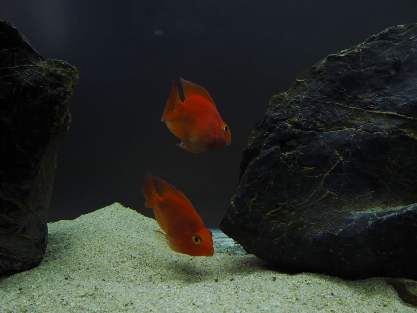 Canon PowerShot SX40 HS sample photo. Fish photography