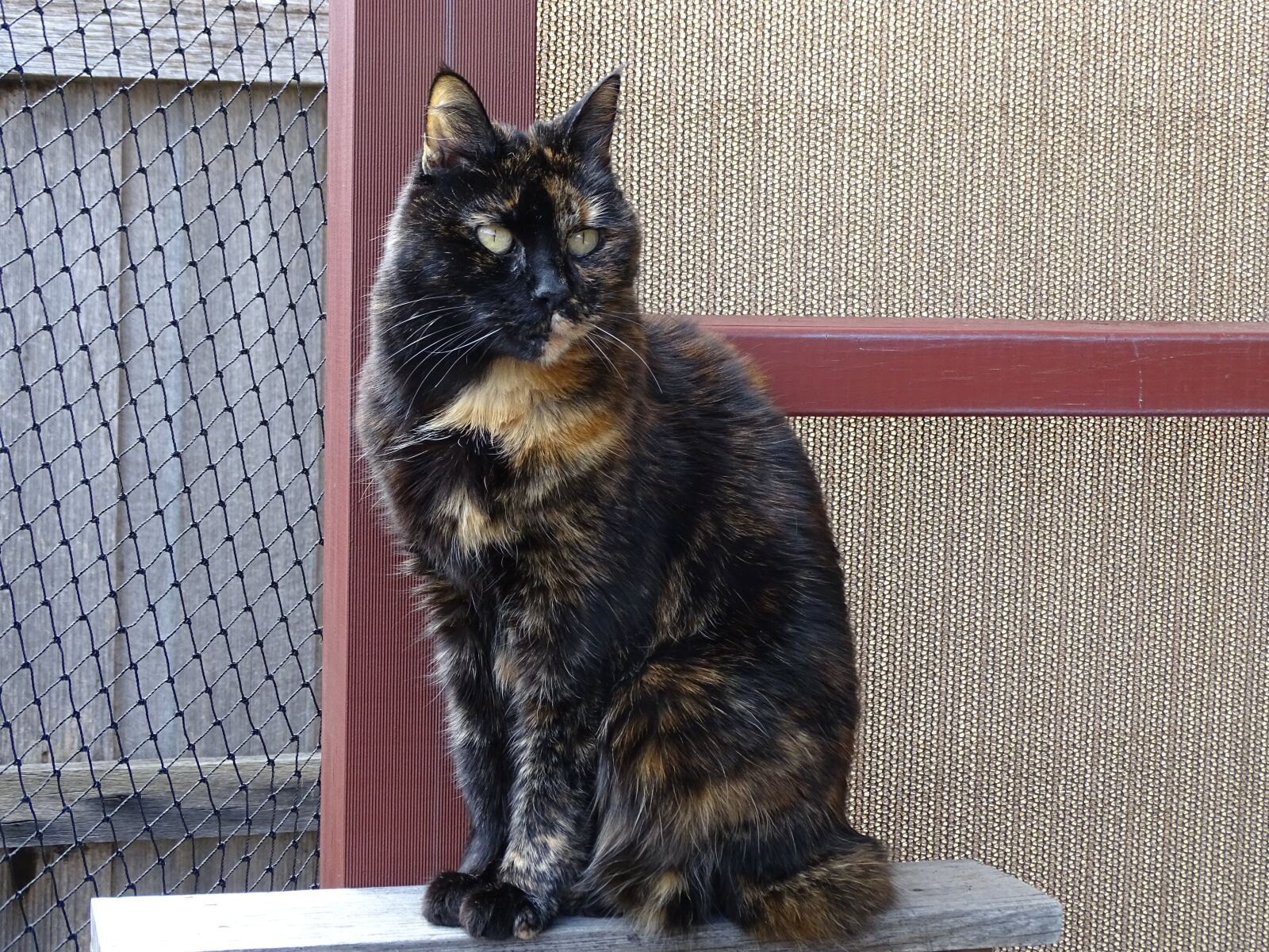 Sony Cyber-shot DSC-HX400V sample photo. Cat, feline, pet photography