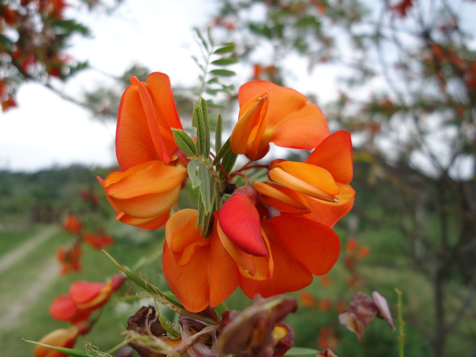 Sony Cyber-shot DSC-W610 sample photo. Flower, orange, petal photography