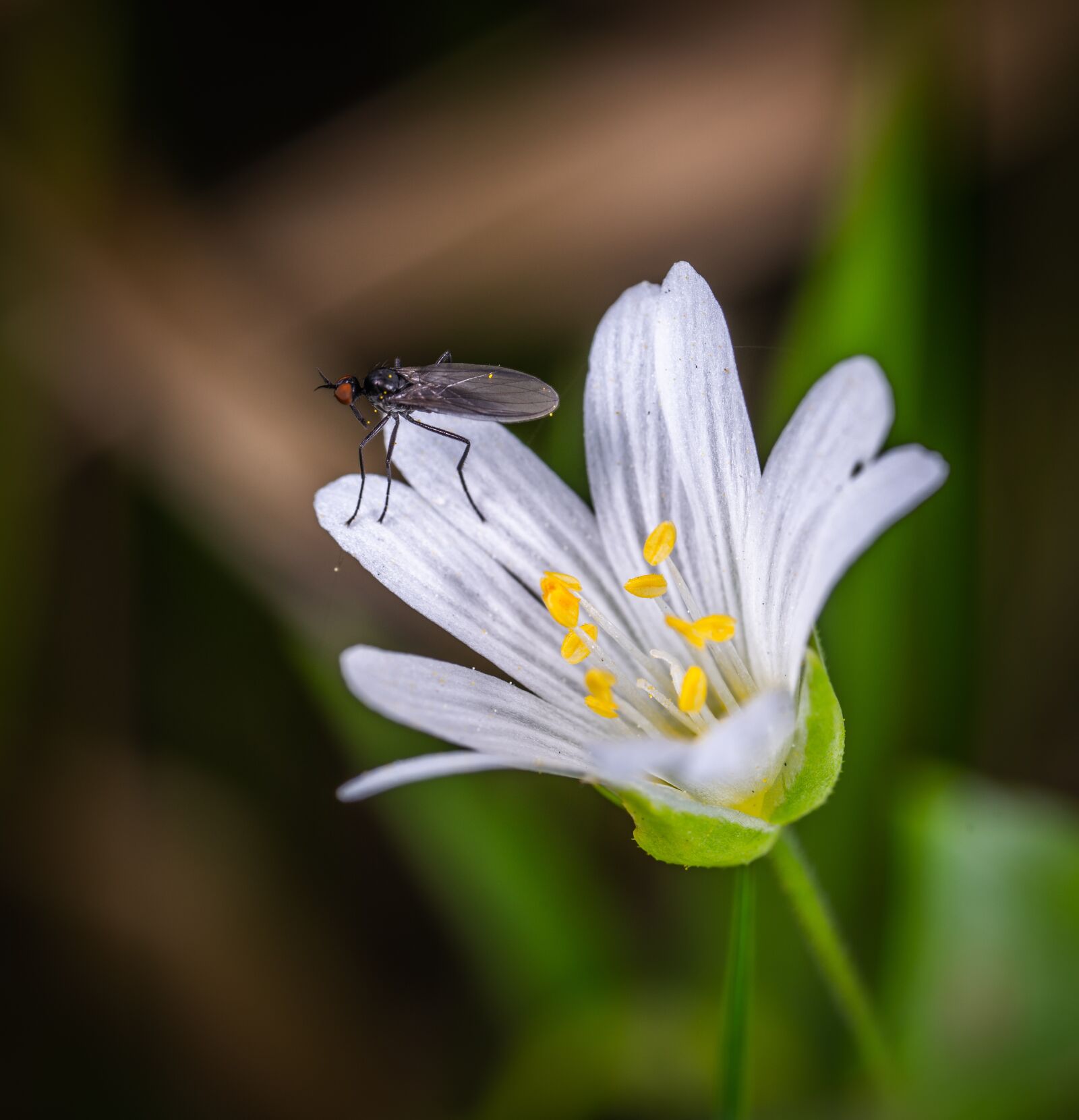 Sony a7R II sample photo. Macro, insect, flower photography