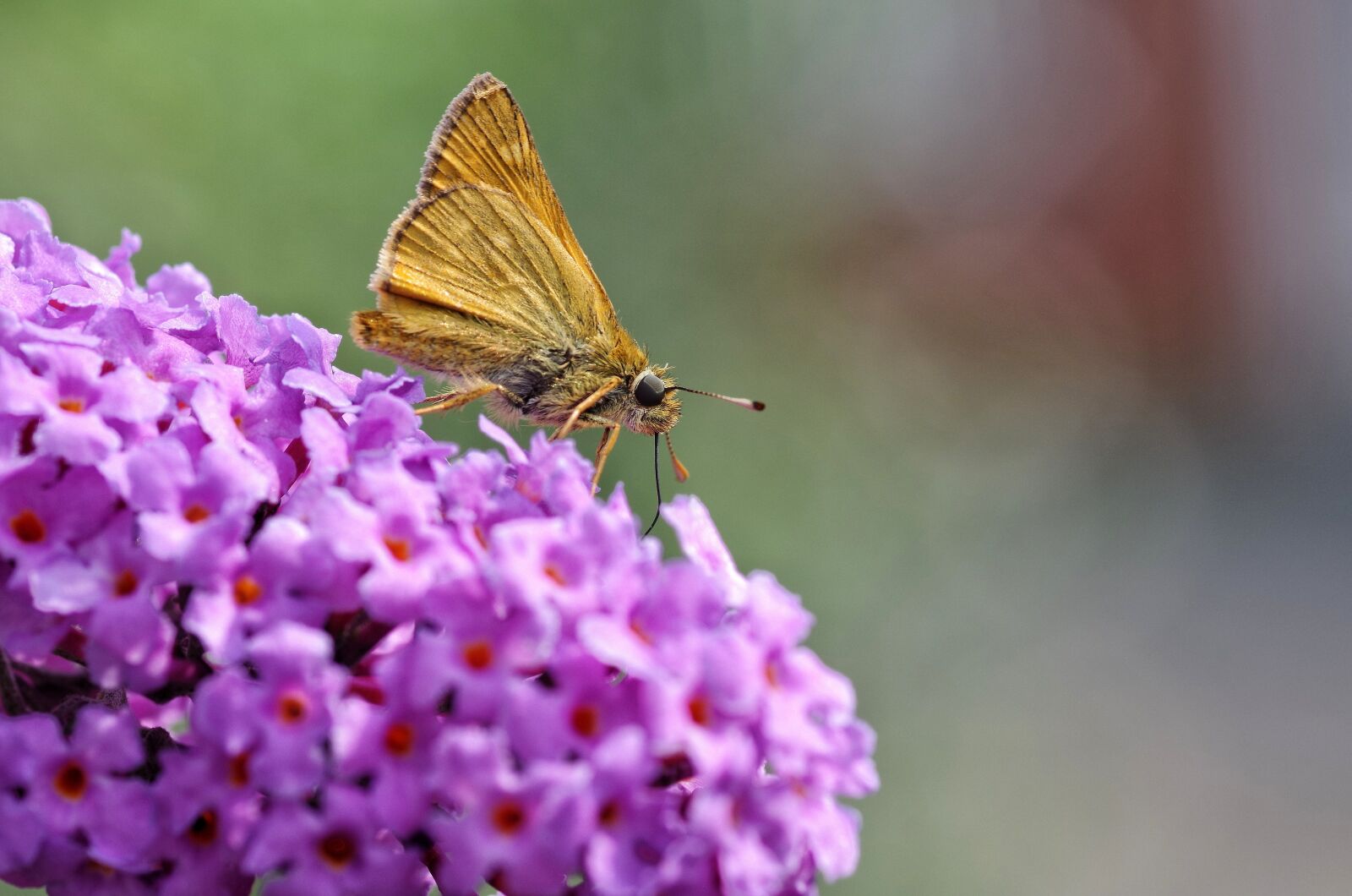 Pentax K-30 sample photo. Skipper, butterfly, summer lilac photography