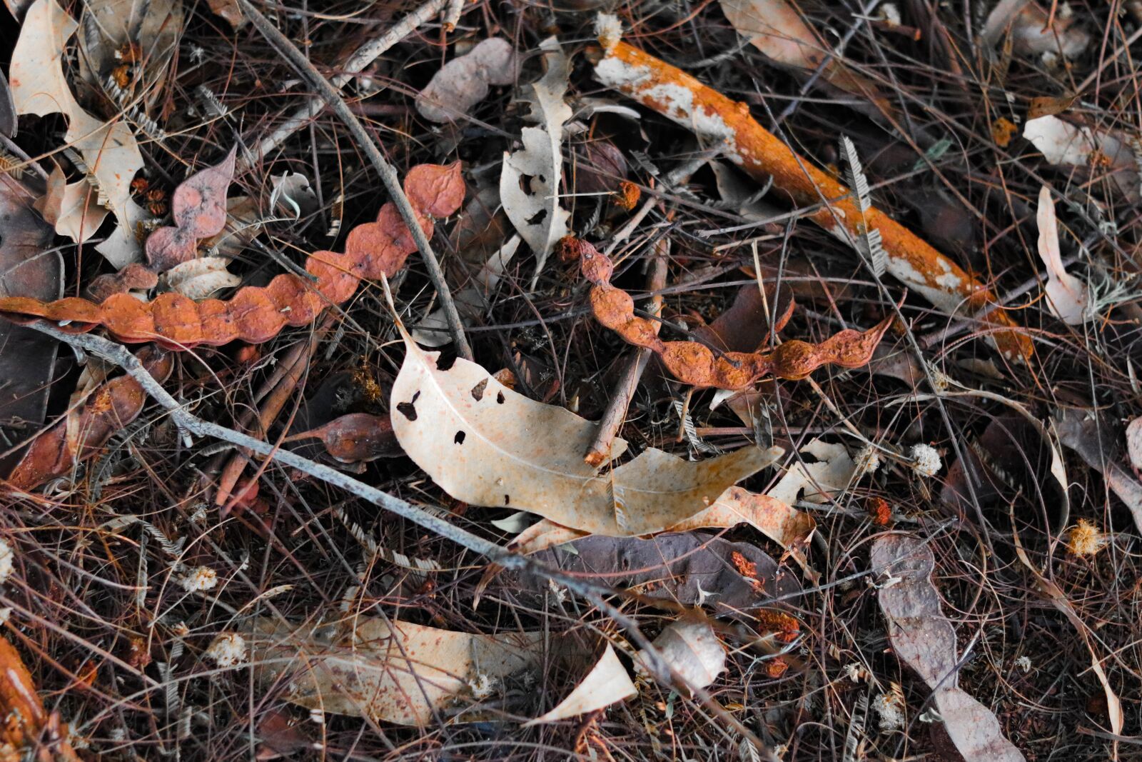 Canon EOS 750D (EOS Rebel T6i / EOS Kiss X8i) sample photo. Nature, twigs, tree photography