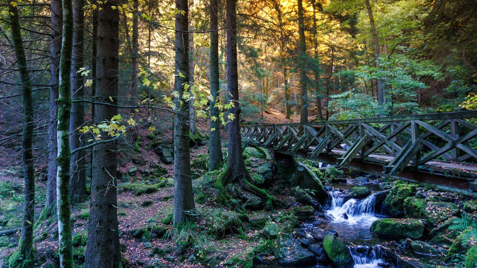 Sony E 16-50mm F3.5-5.6 PZ OSS sample photo. Forest, gorge, web photography
