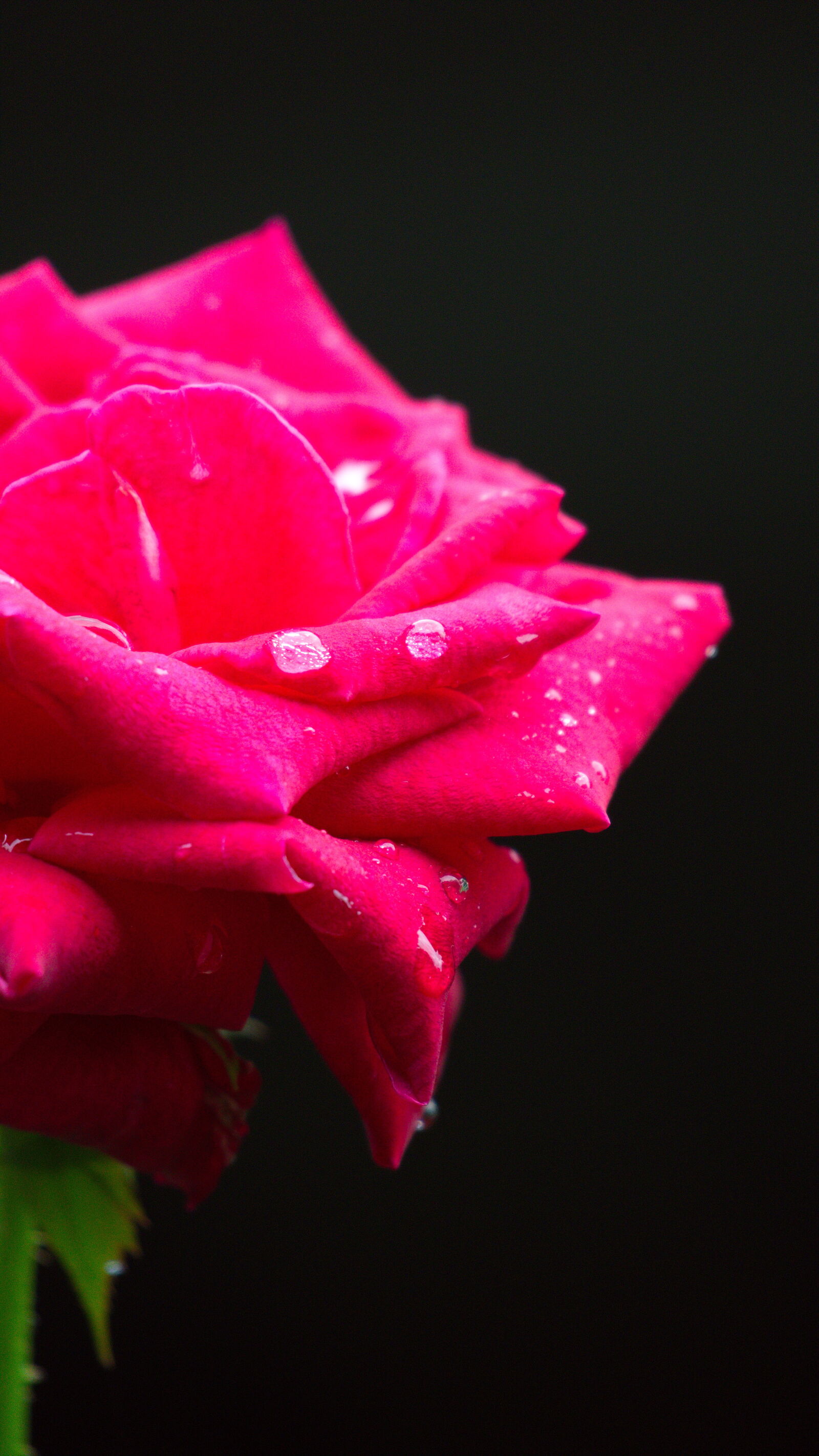 Sony E 70-350mm F4.5-6.3 G OSS sample photo. Perfume flower photography