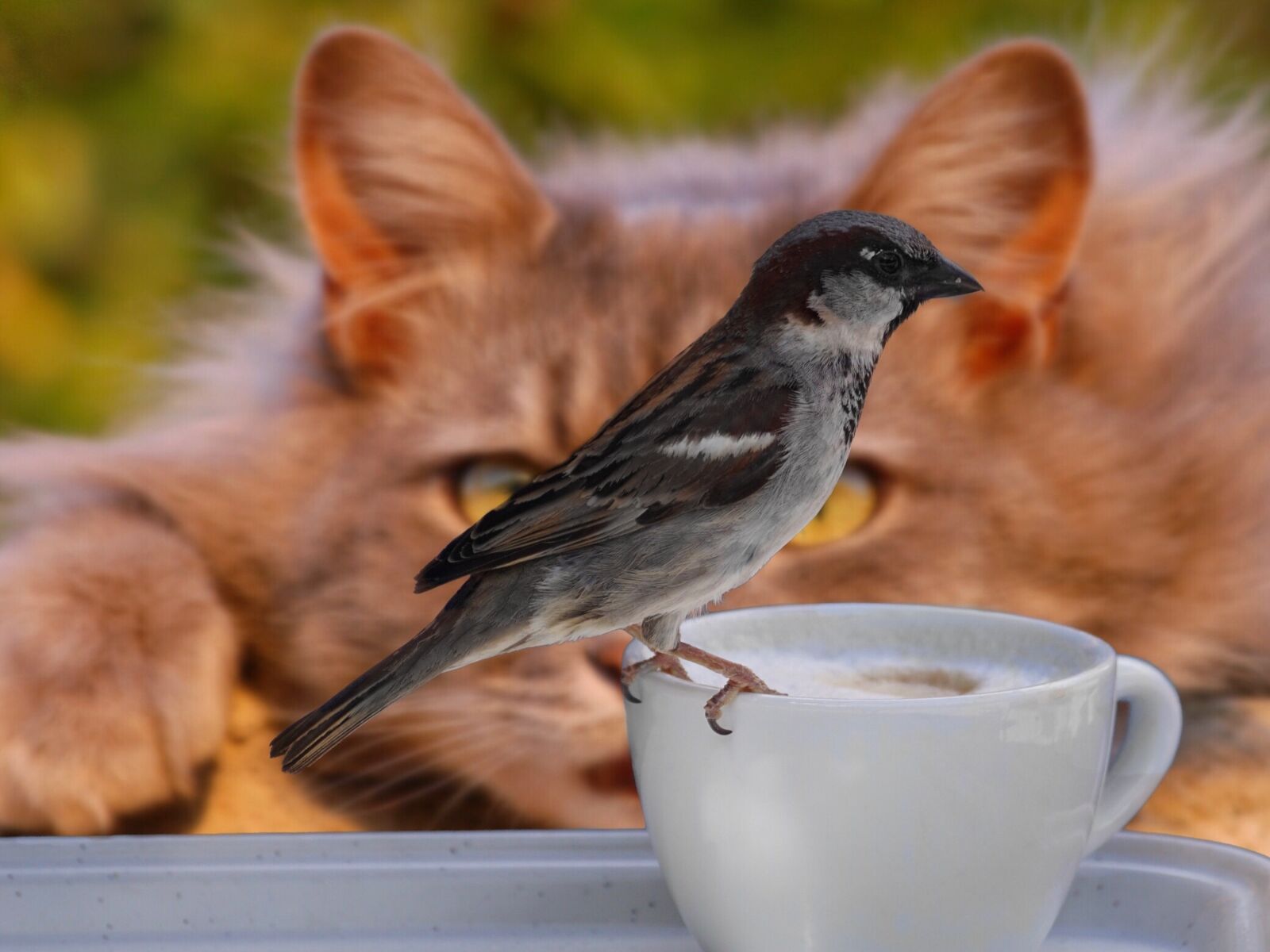 Nikon D40 sample photo. Sparrow, bird, coffee photography