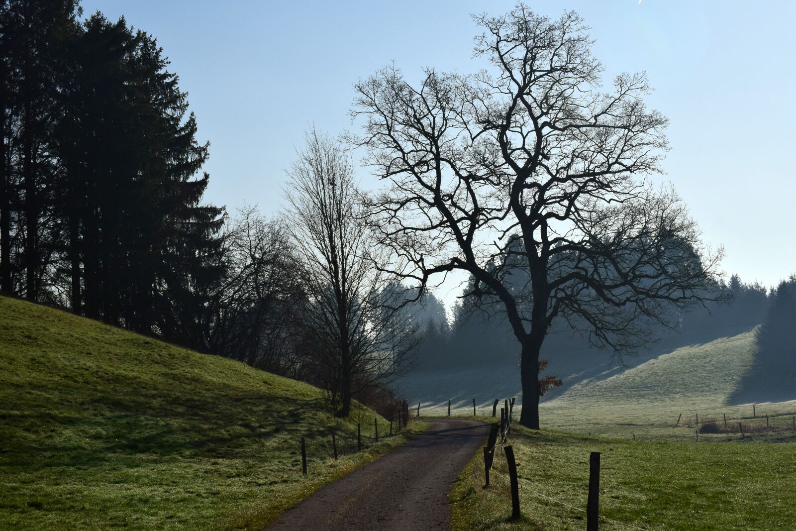 Nikon D3300 sample photo. Tree, landscape, nature photography