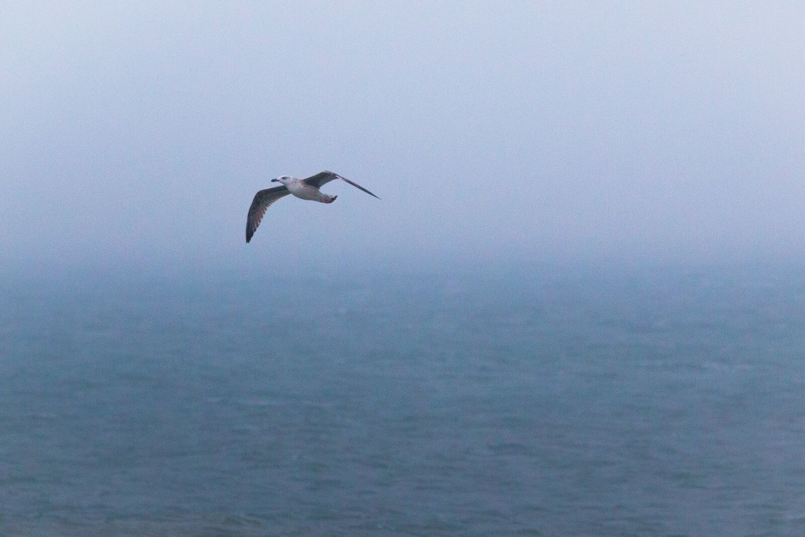 150-600mm F5-6.3 DG OS HSM | Contemporary 015 sample photo. Seagull, bird, flying photography
