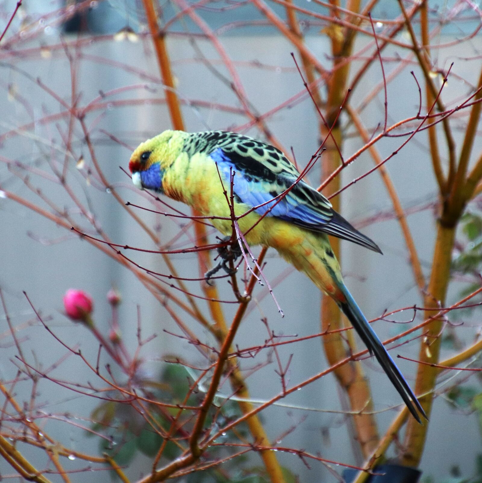 Canon EOS 800D (EOS Rebel T7i / EOS Kiss X9i) sample photo. Parrot, rosella, wildlife photography