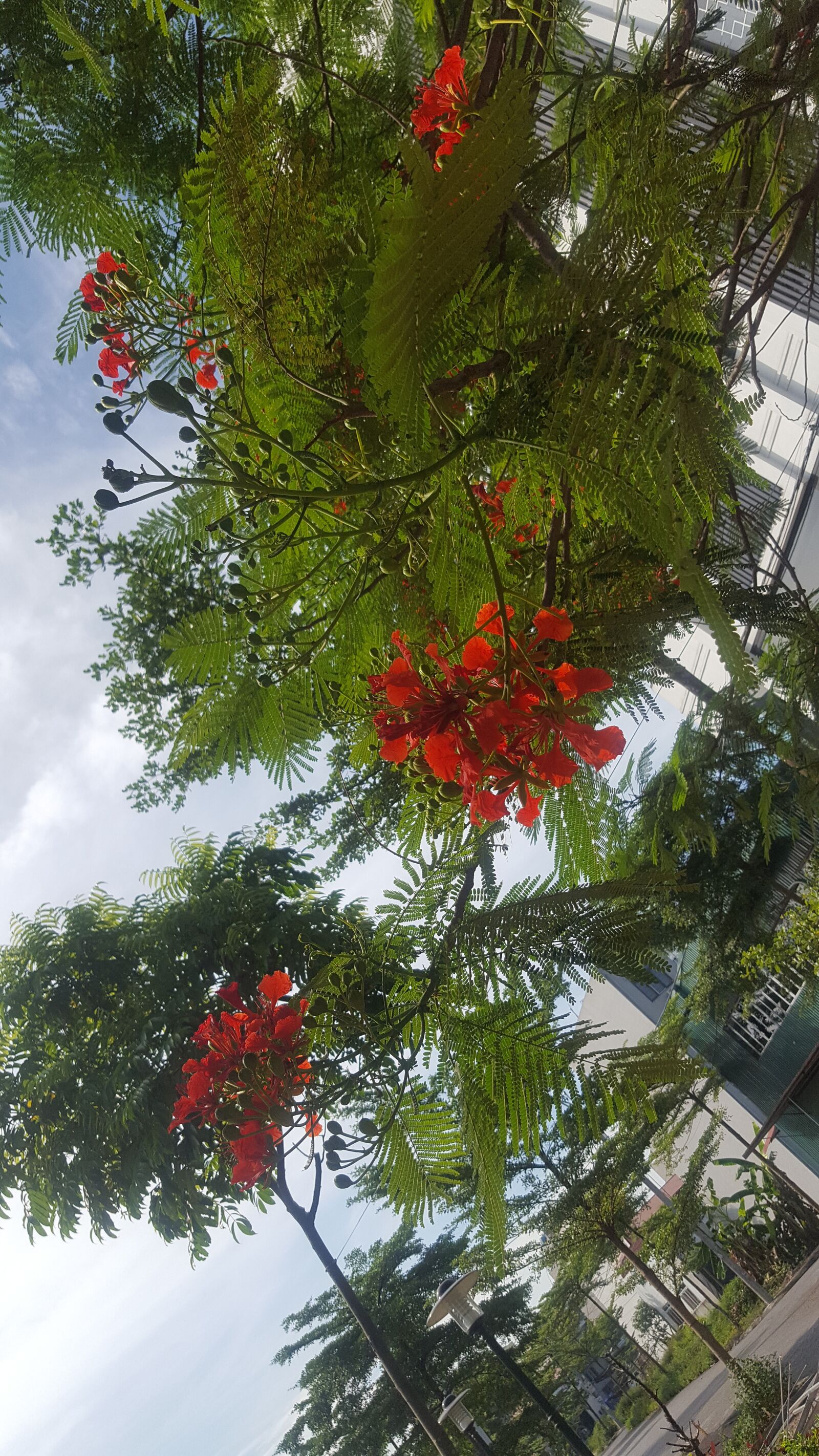 Samsung Galaxy S6 sample photo. Nature, yellow flowers, clear photography