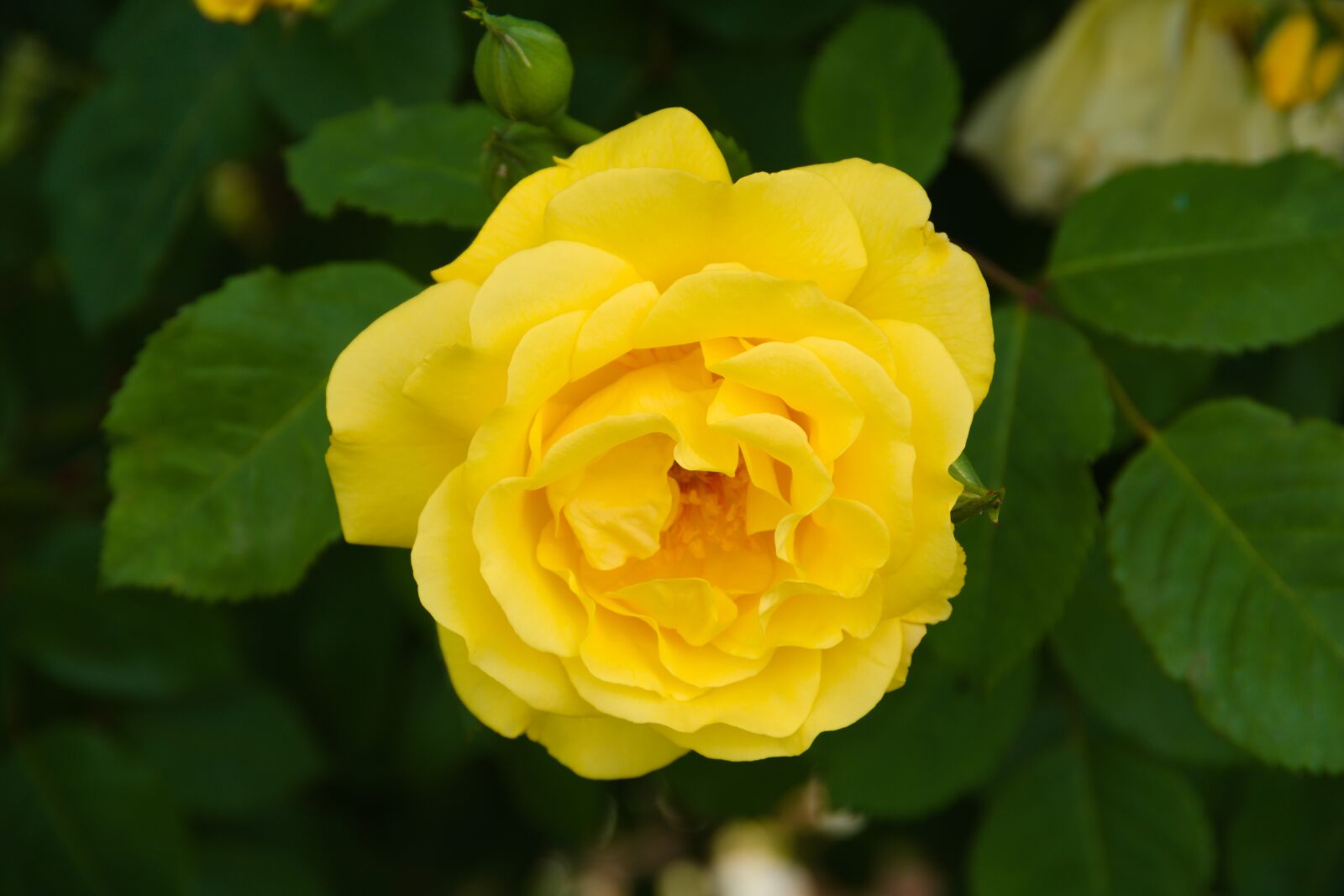 Pentax K-70 sample photo. Rose, blume, rot photography