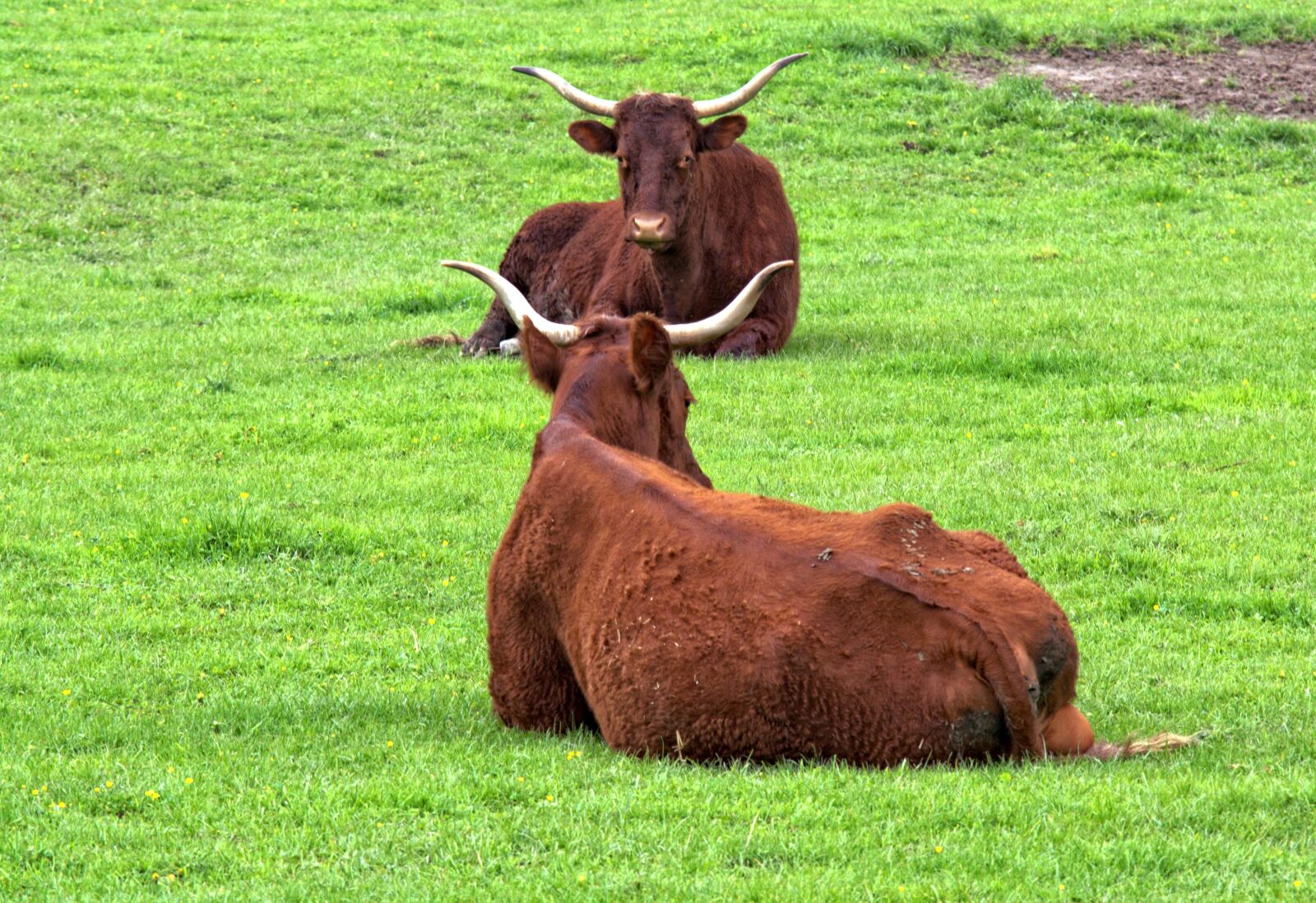 55.0-200.0mm f/4.0-f/5.6 sample photo. Beef, livestock, horns photography
