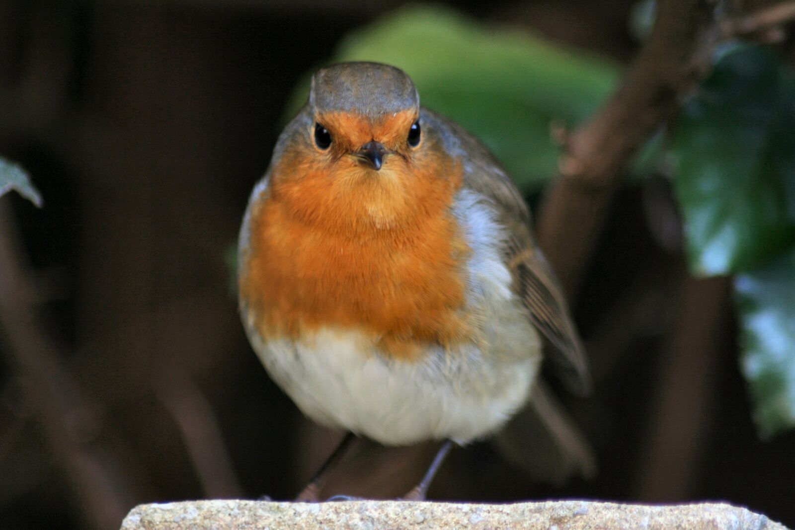 Canon EOS 350D (EOS Digital Rebel XT / EOS Kiss Digital N) sample photo. Bird, robin, redbreast photography
