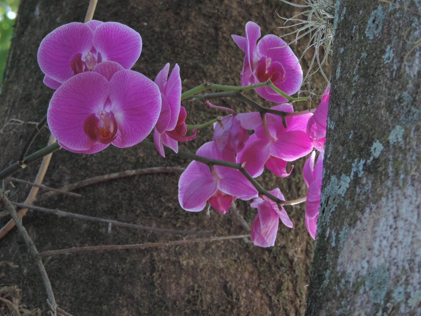 Nikon Coolpix P520 sample photo