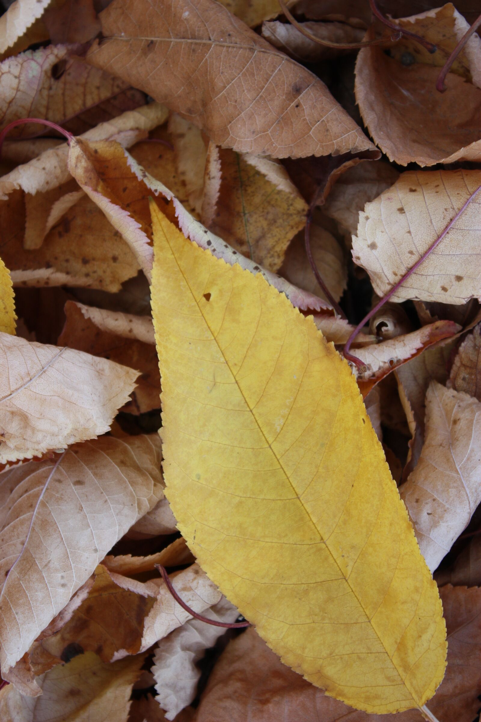 Canon EOS 450D (EOS Rebel XSi / EOS Kiss X2) sample photo. Autumn, leaf, forest photography