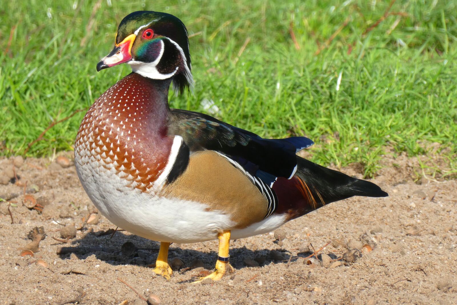 Panasonic Lumix DC-ZS70 (Lumix DC-TZ90) sample photo. Mandarin duck, asian bird photography
