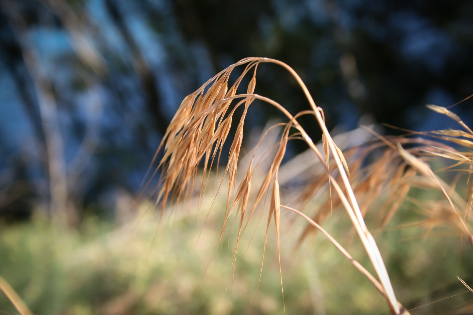 Canon EOS 20D sample photo. Grass, nature photography