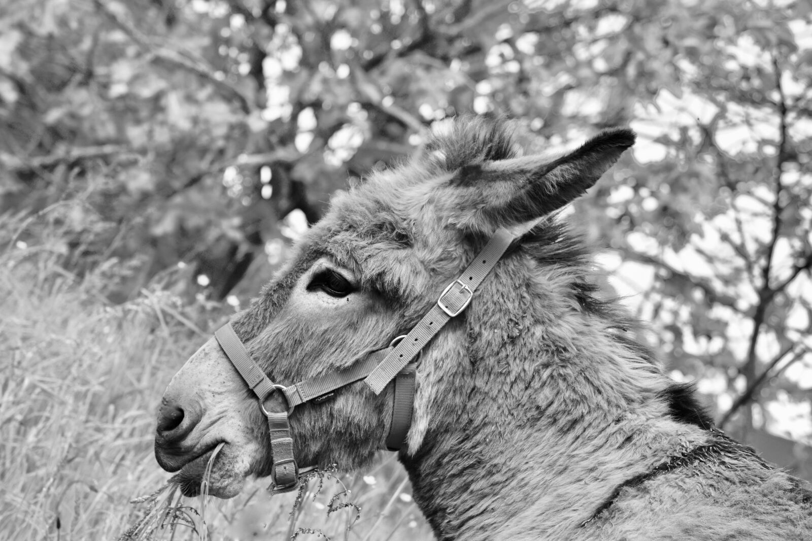 Nikon D5600 sample photo. Donkey, photo black white photography