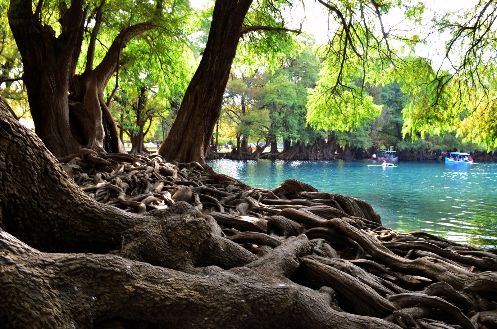 Nikon D5100 sample photo. Arboles, agua, paisa photography