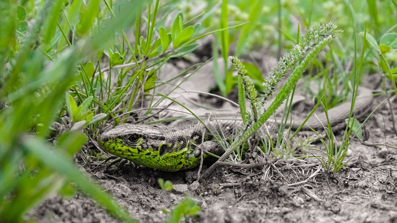 Sony Cyber-shot DSC-HX350 sample photo. Lizard, grass, nature photography