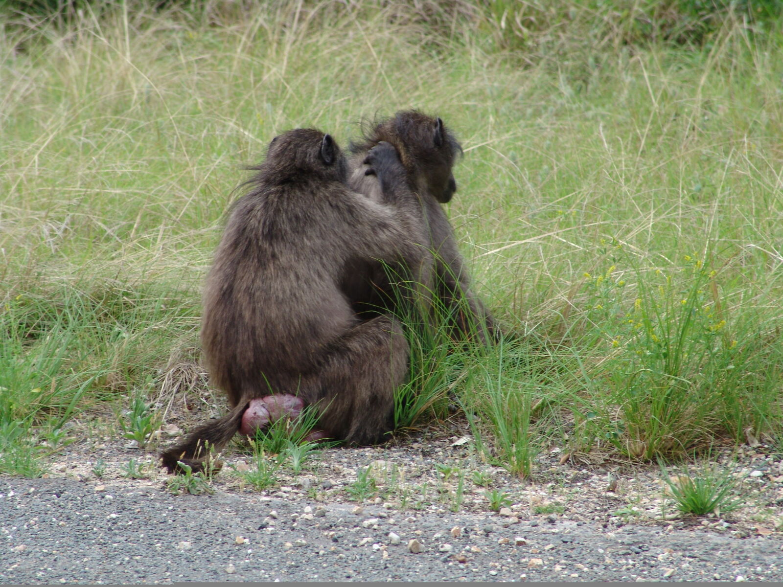 Sony DSC-F828 sample photo. Baboon, baby, mommy photography