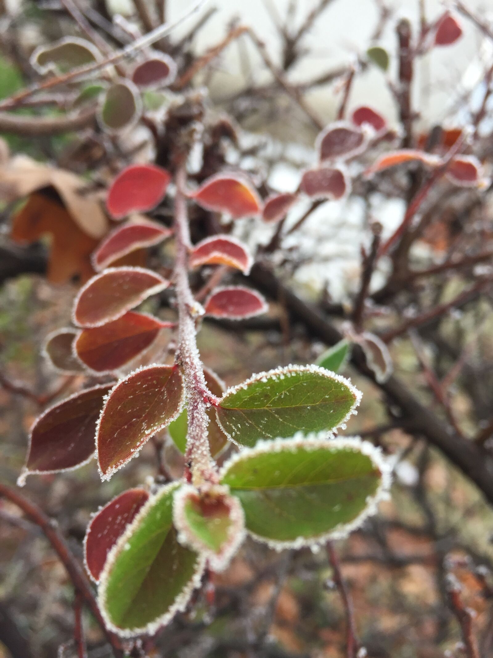 iPhone 6 back camera 4.15mm f/2.2 sample photo. Hoarfrost, branch, winter photography