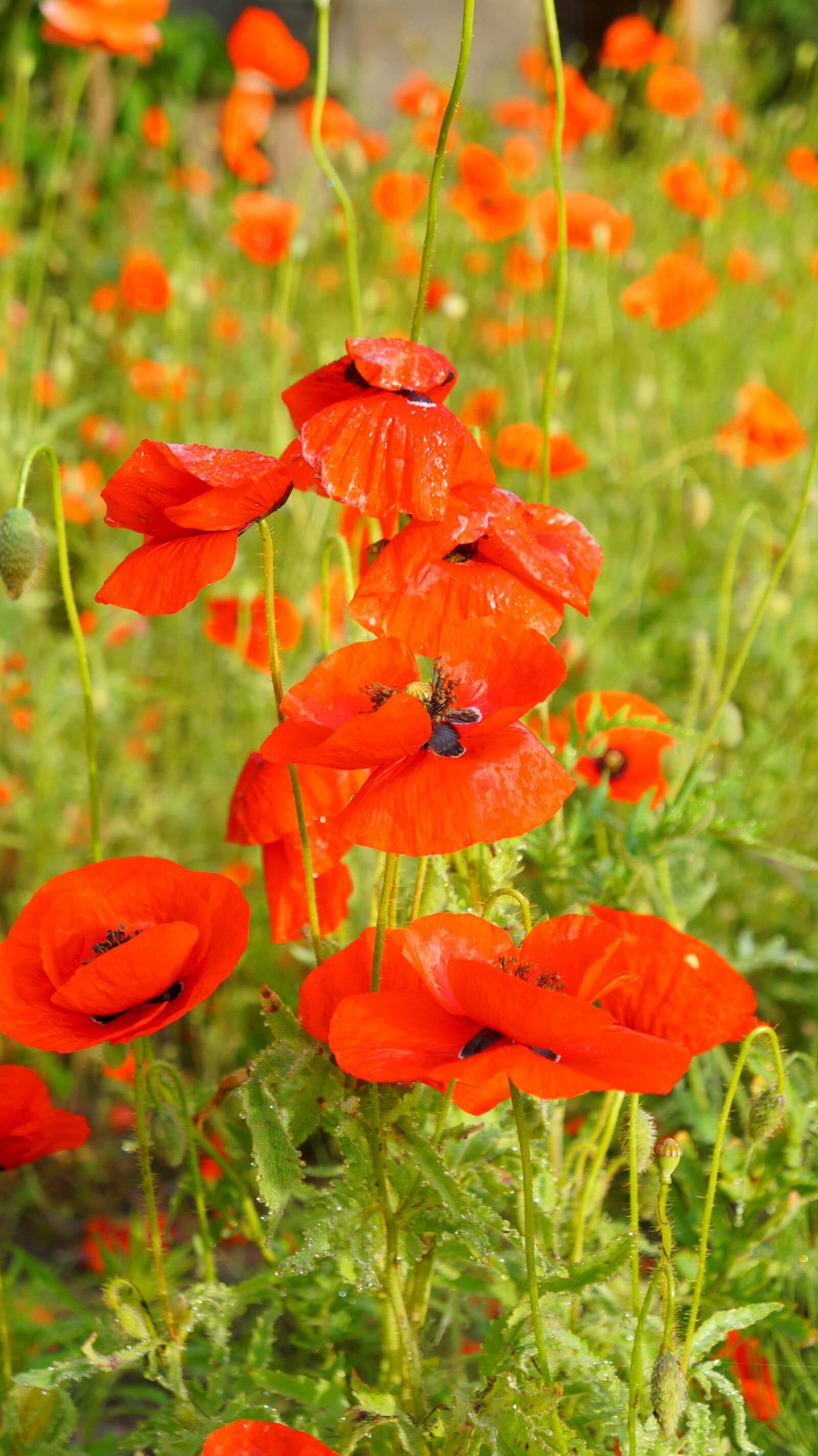Sony Alpha a3000 + Sony E 18-55mm F3.5-5.6 OSS sample photo. Nature, plants, poppies photography