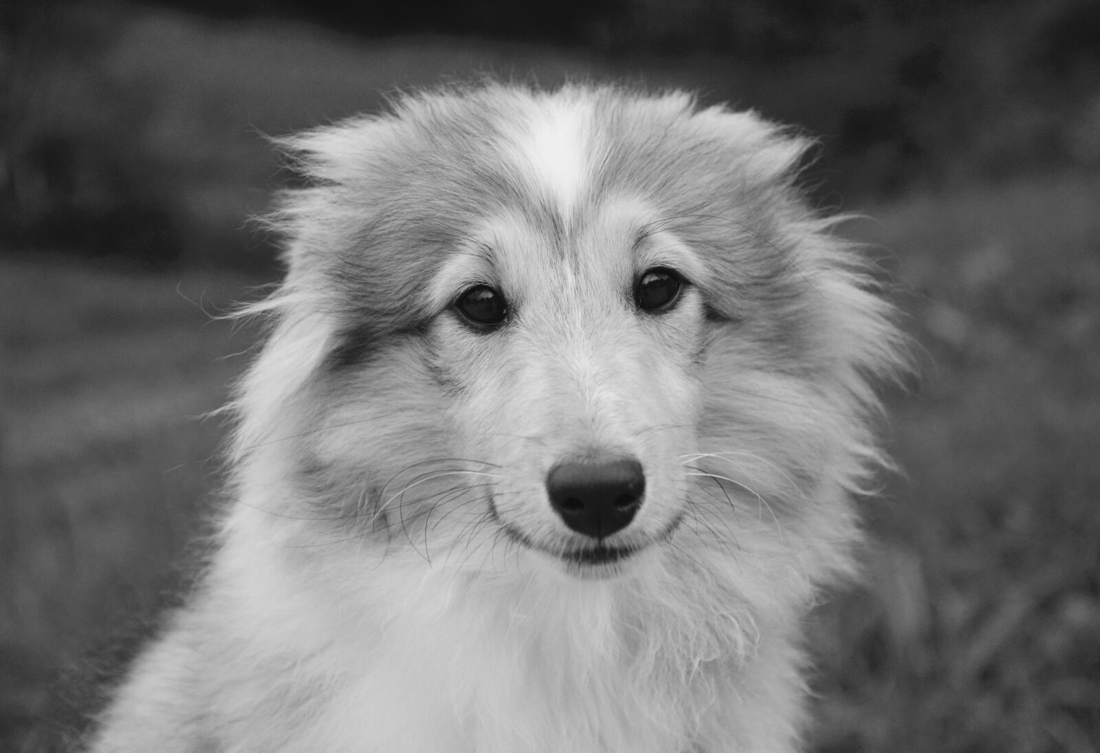 Nikon D5200 sample photo. Dog, bitch young dog photography