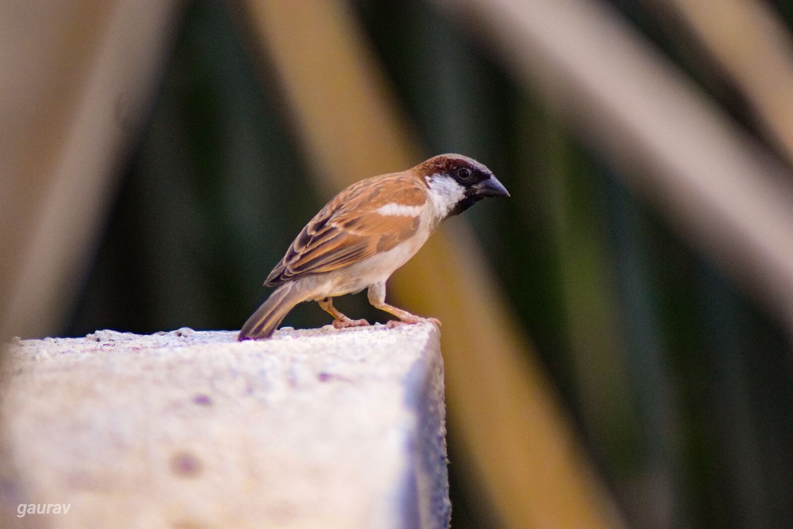 Nikon D5300 sample photo. Bird, sitting, small photography