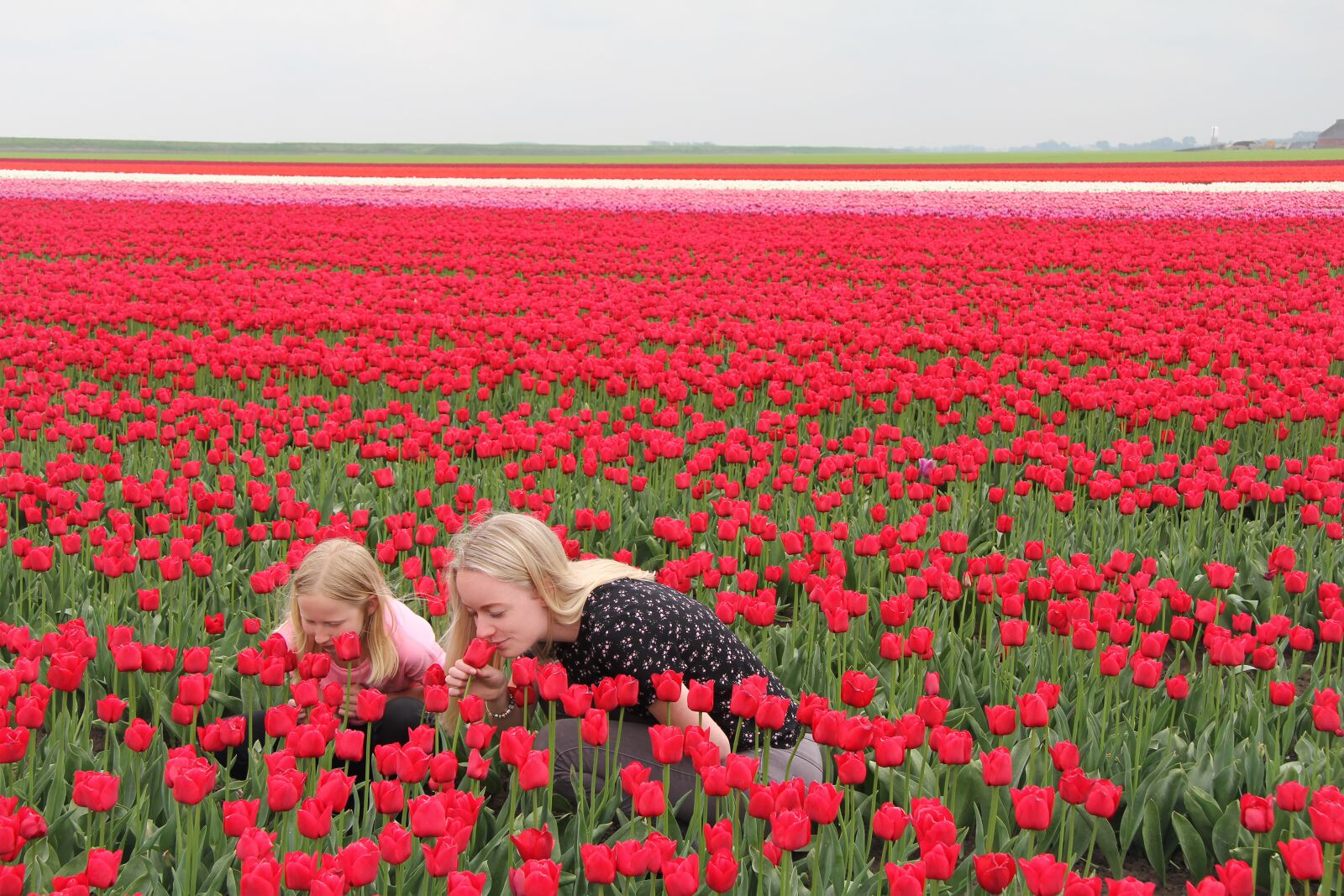 Canon EF-S 17-85mm F4-5.6 IS USM sample photo. Spring, dutch spring, tulips photography
