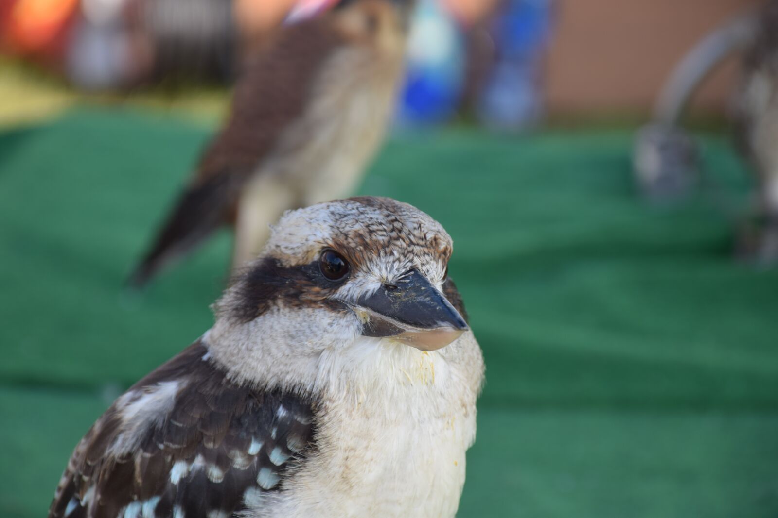 Nikon D5300 sample photo. Kookaburra, lachvogel, tasmania photography