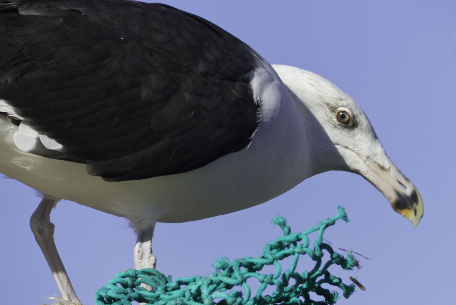Panasonic Lumix DMC-FZ200 sample photo. Seabird, gull, sea photography