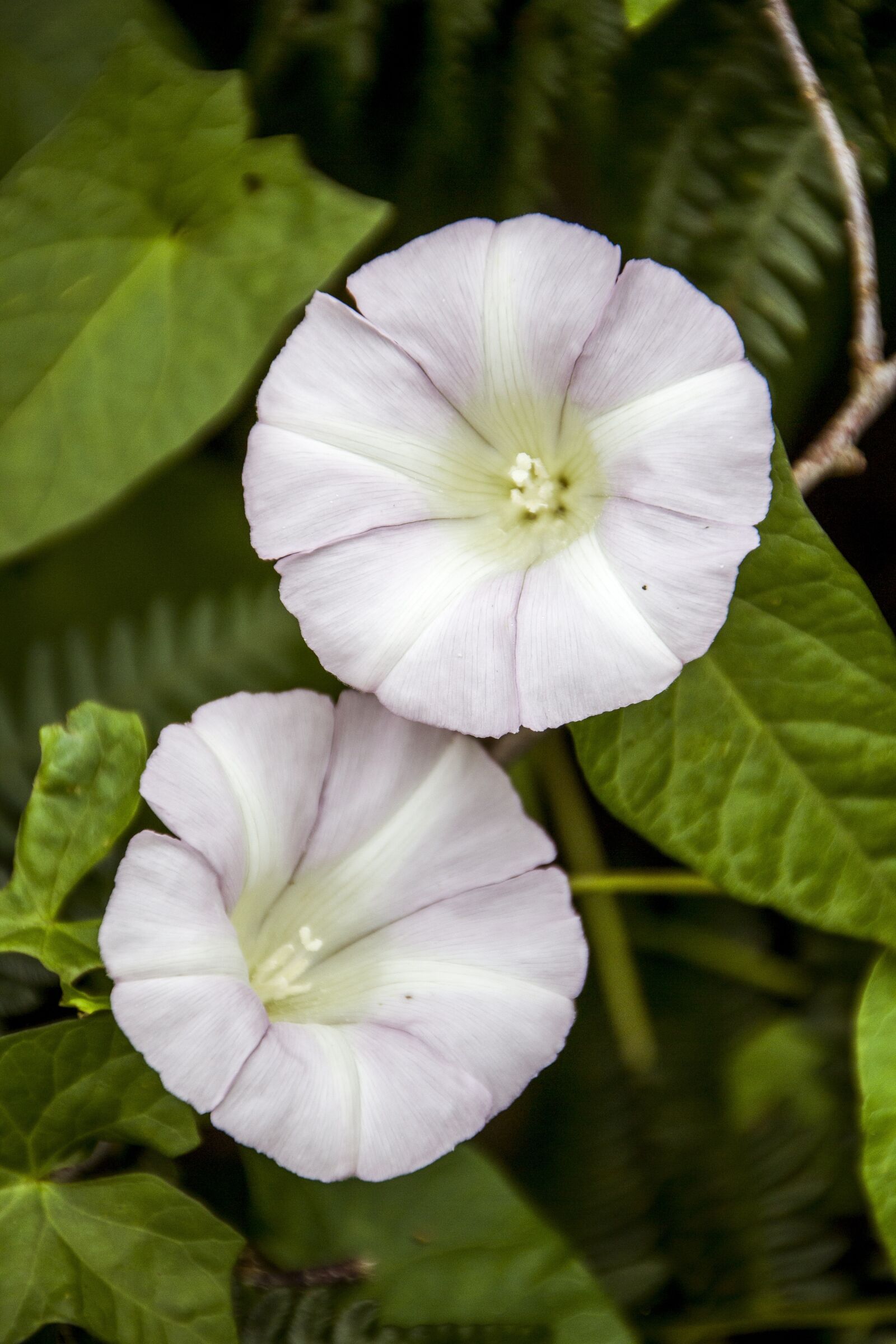 Canon EOS 600D (Rebel EOS T3i / EOS Kiss X5) sample photo. Flower, floral, leave photography