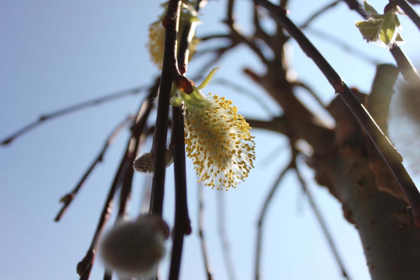 Canon EOS 550D (EOS Rebel T2i / EOS Kiss X4) sample photo. Flower, heaven, nature photography