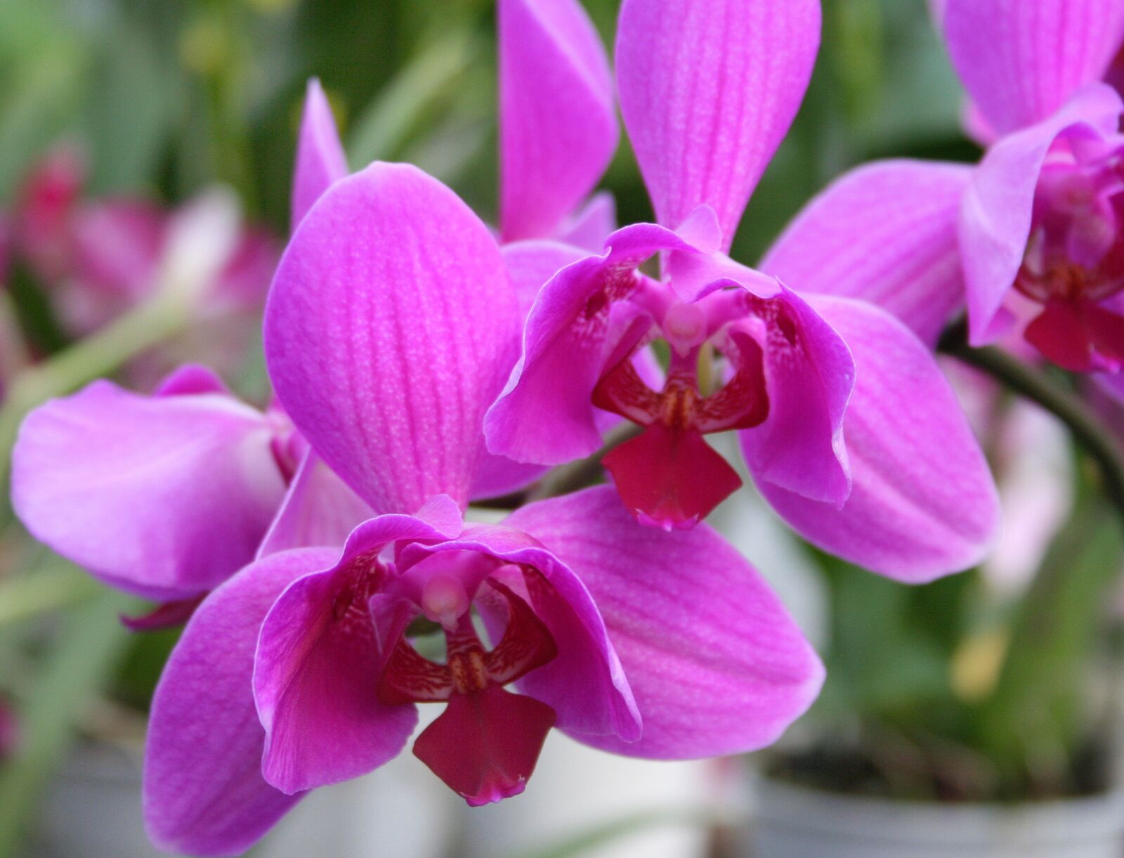 Canon EOS 350D (EOS Digital Rebel XT / EOS Kiss Digital N) sample photo. Orchid pink, orchids, pink photography