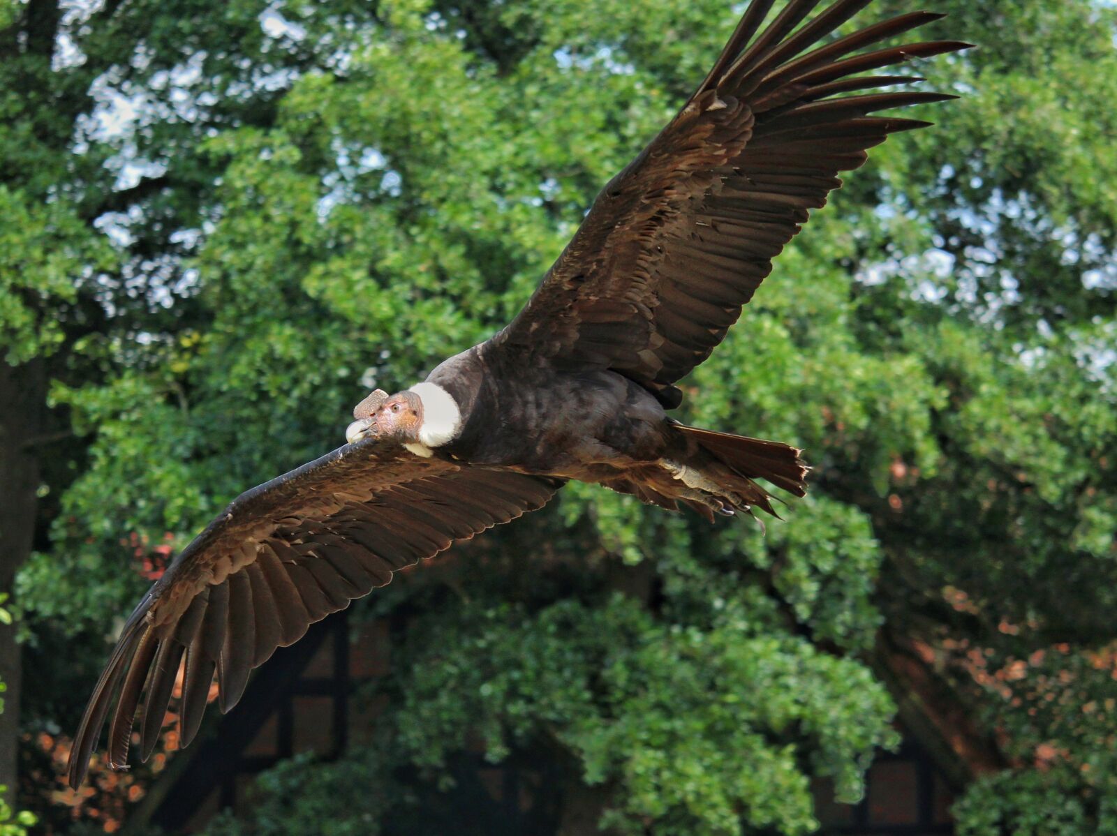Canon EOS 1300D (EOS Rebel T6 / EOS Kiss X80) sample photo. Andean condor, condor, raptor photography