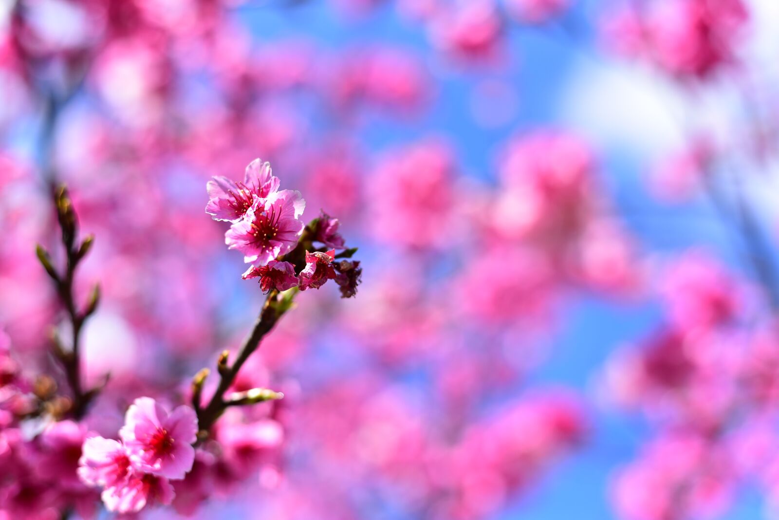 Nikon D750 sample photo. Plant, flower, cherry blossom photography