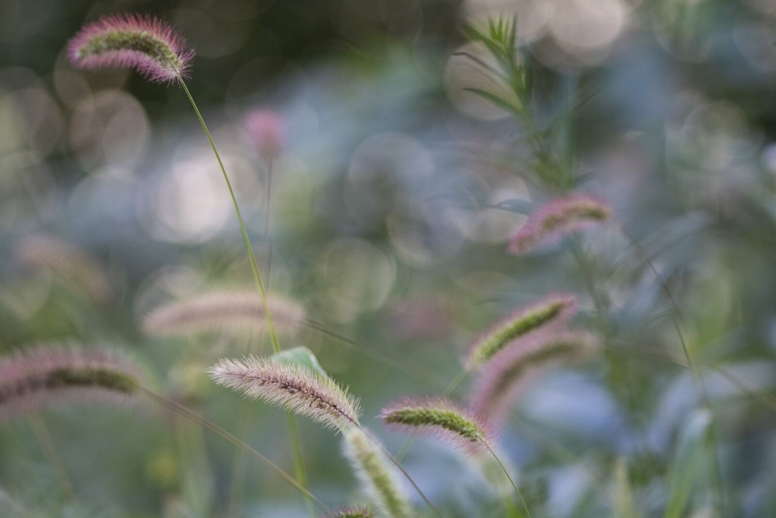 Canon EOS 750D (EOS Rebel T6i / EOS Kiss X8i) sample photo. Wind, foxtail, tabitha photography