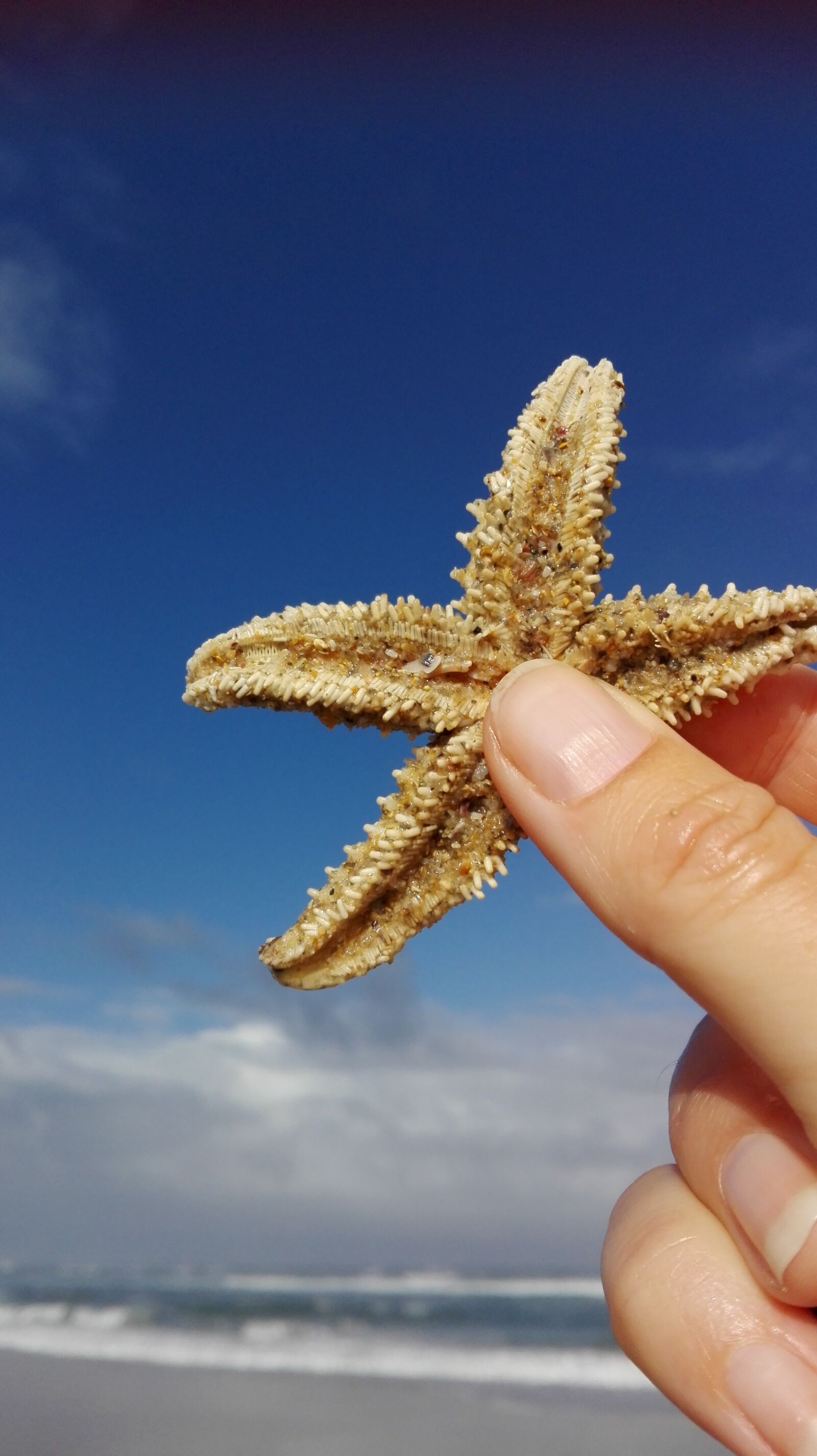 HUAWEI P8 Lite sample photo. Starfish, blue sky, santiago photography