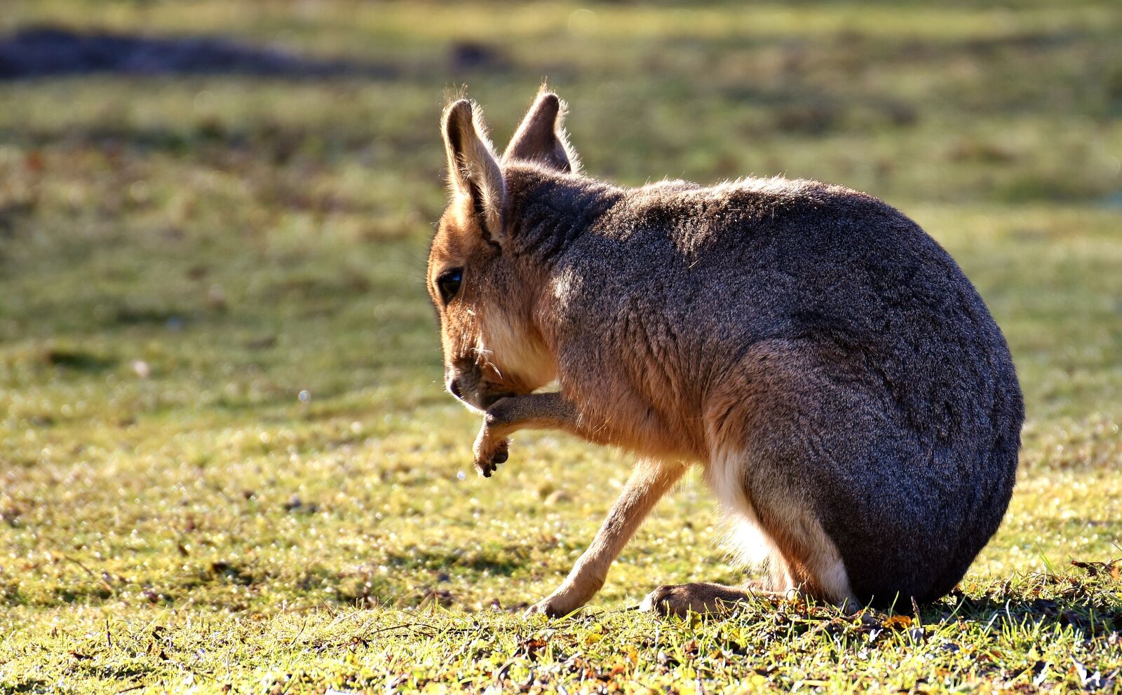 Nikon D7200 sample photo. Pampashase, wild animal, cute photography