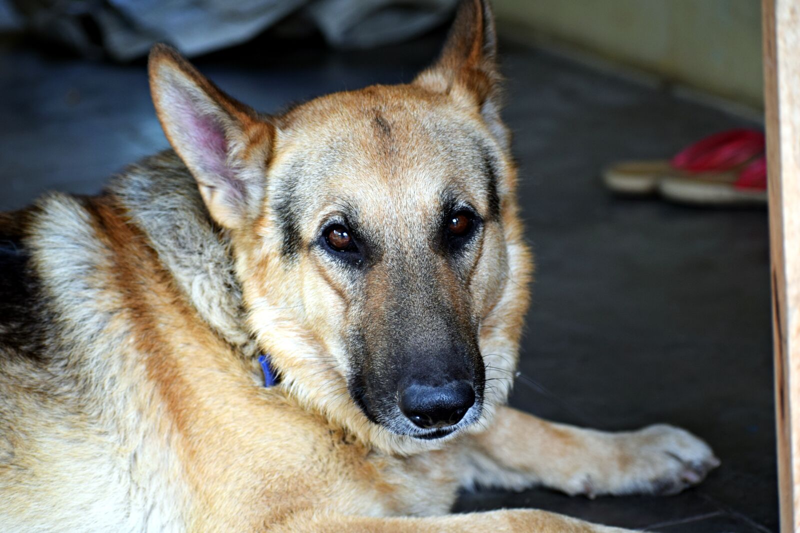 Nikon D3300 sample photo. Dog, pet, animal photography