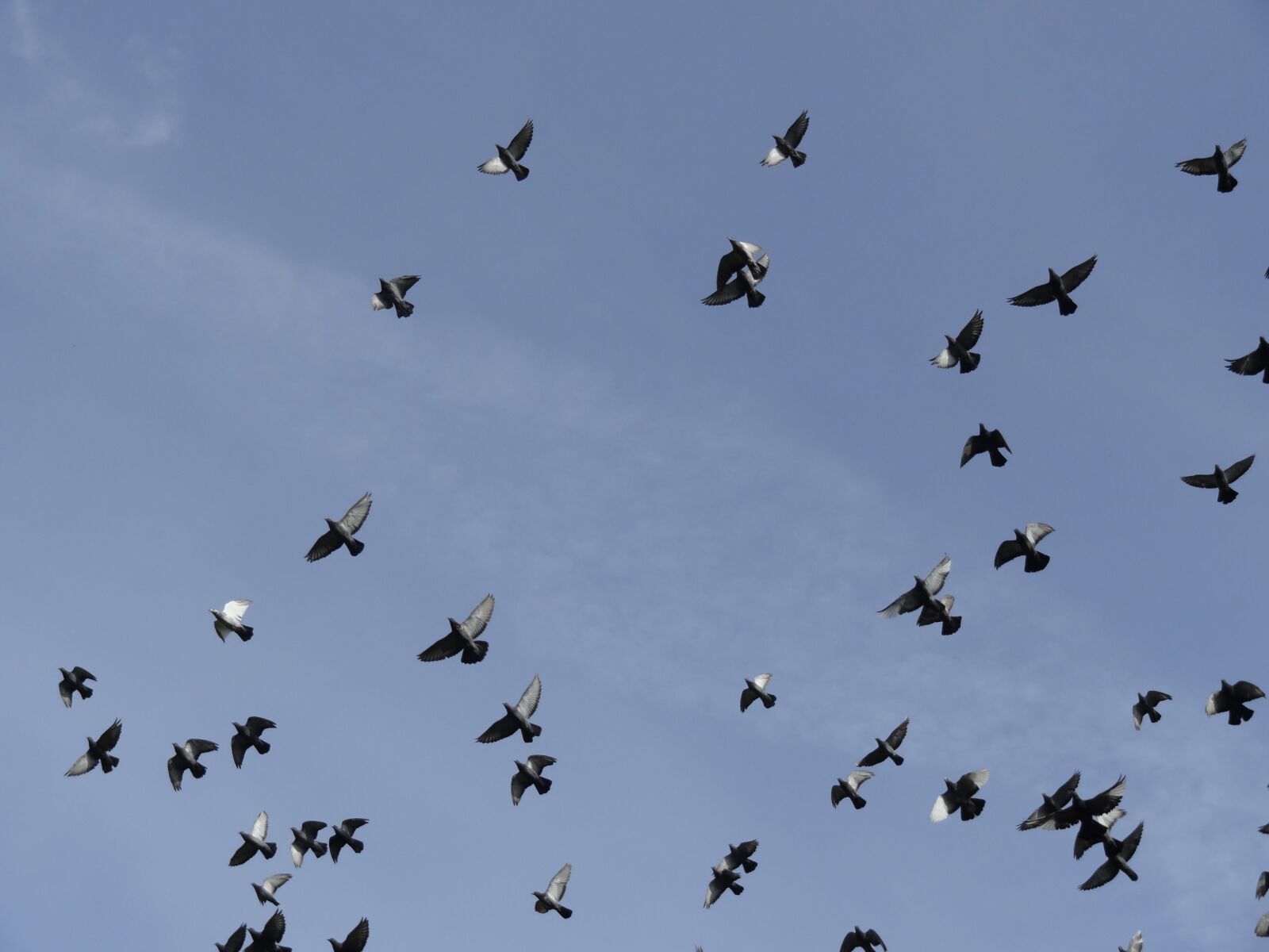 Sony Cyber-shot DSC-HX10V sample photo. Birds, pigeons, sky photography