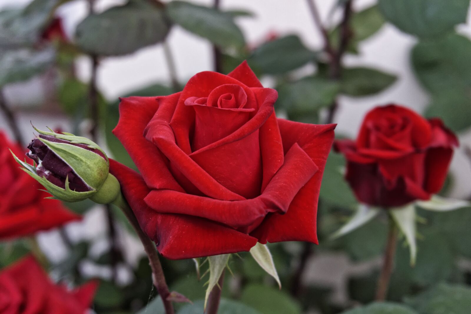 Sony a6000 sample photo. Garden, rose, flower photography