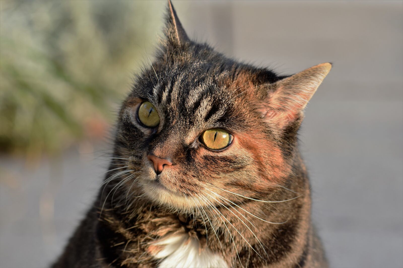 Nikon D5500 sample photo. Cat, mackerel, animal photography