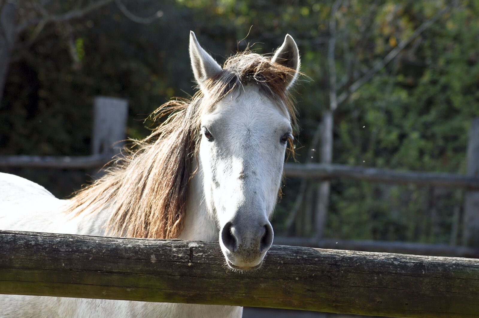 Nikon D50 sample photo. Horse, head, stallion photography